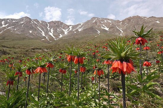 موقعیت استراتژیک این استان بین آسیای مرکزی و ایران، آن را به یک مرکز مهم تجارت و بازرگانی تبدیل کرده است